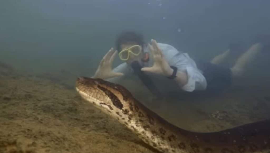 Cobra colossal é descoberta nas profundezas do rio Amazonas