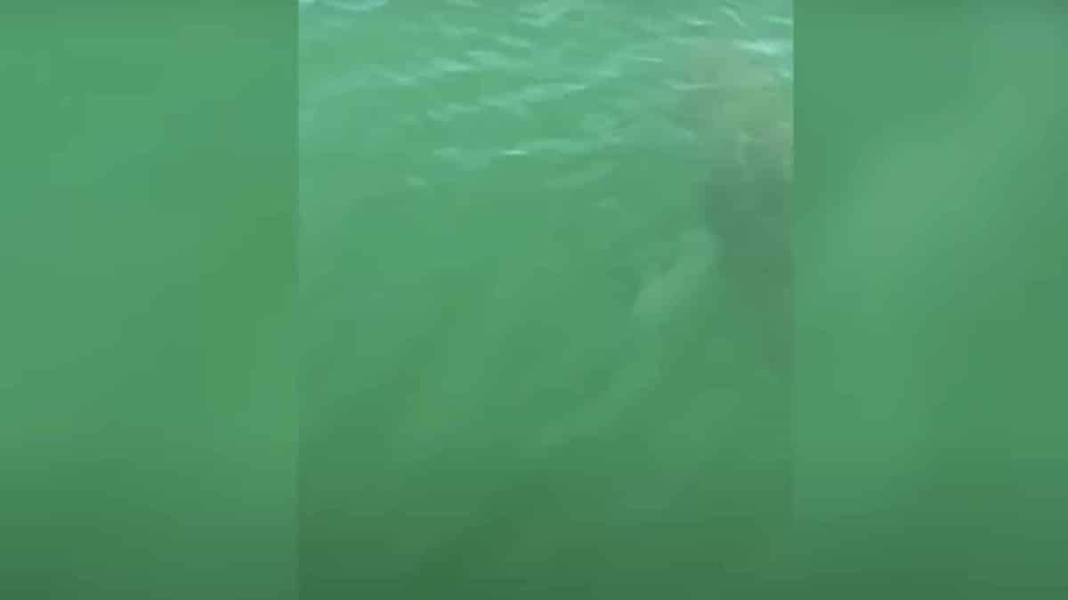 Enorme criatura marinha devora tubarão com uma única mordida