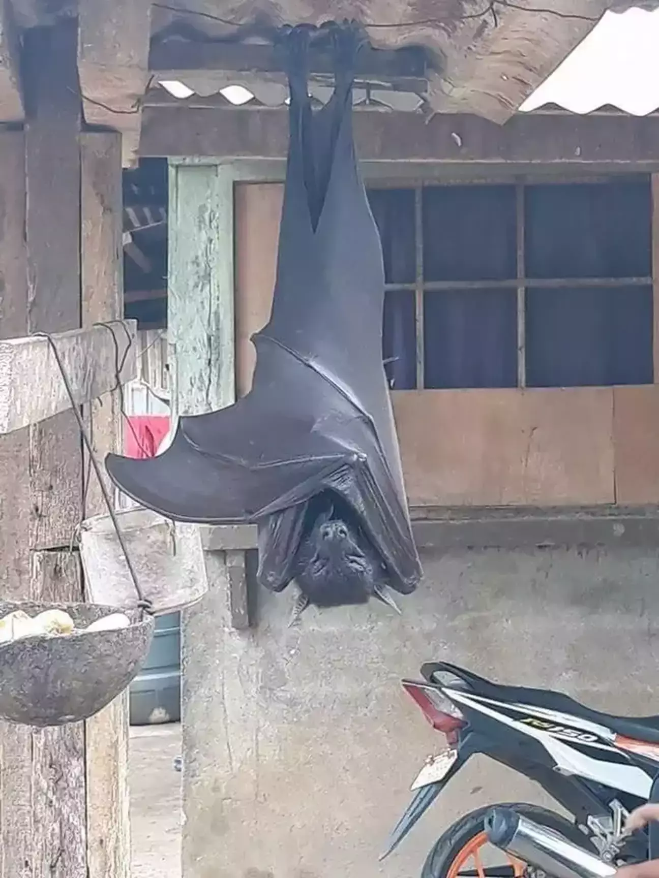 Foto inacreditável de 'morcego de tamanho humano' não é falsa