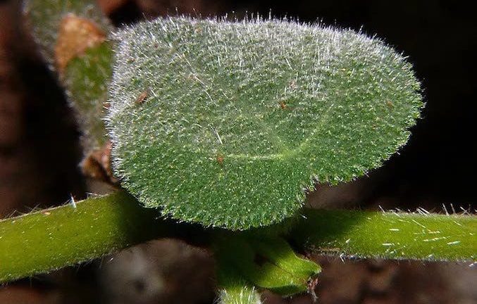 Gympie-Gympie, a planta mais perigosa do mundo