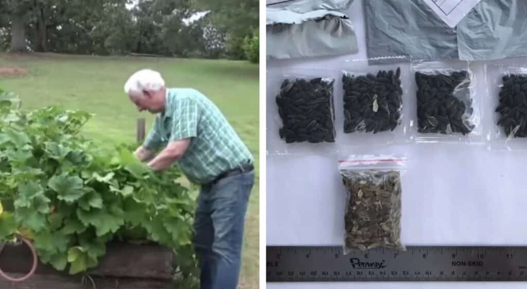 Homem nos EUA planta sementes misteriosas entregues da China