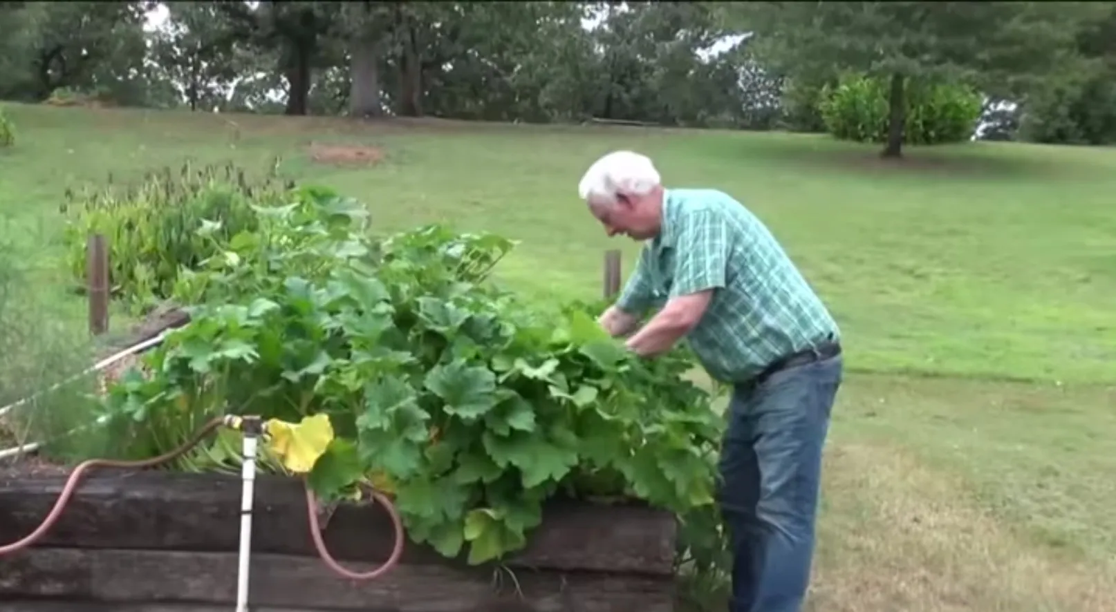 Homem nos EUA planta sementes misteriosas entregues da China 