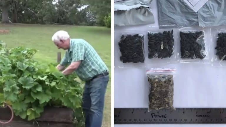 Homem nos EUA planta sementes misteriosas entregues da China