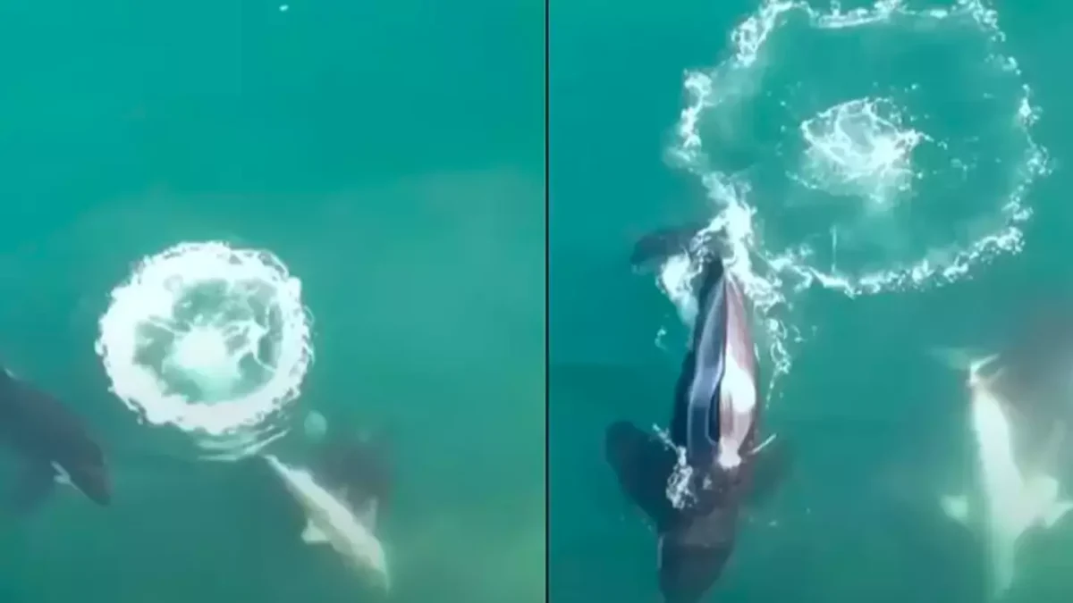 Imagens de orcas caçando e matando tubarões brancos mostram a terrível realidade da natureza