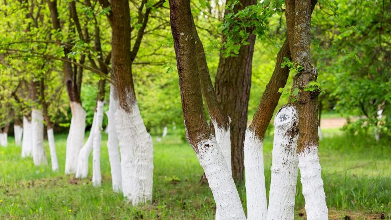 Por que algumas árvores são pintadas de branco?