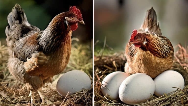Cientistas dão resposta se a galinha ou o ovo veio primeiro