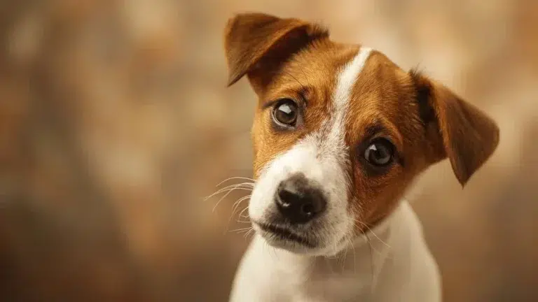 Cientistas descobrem que cães podem realmente entender substantivos e unir palavras em suas mentes