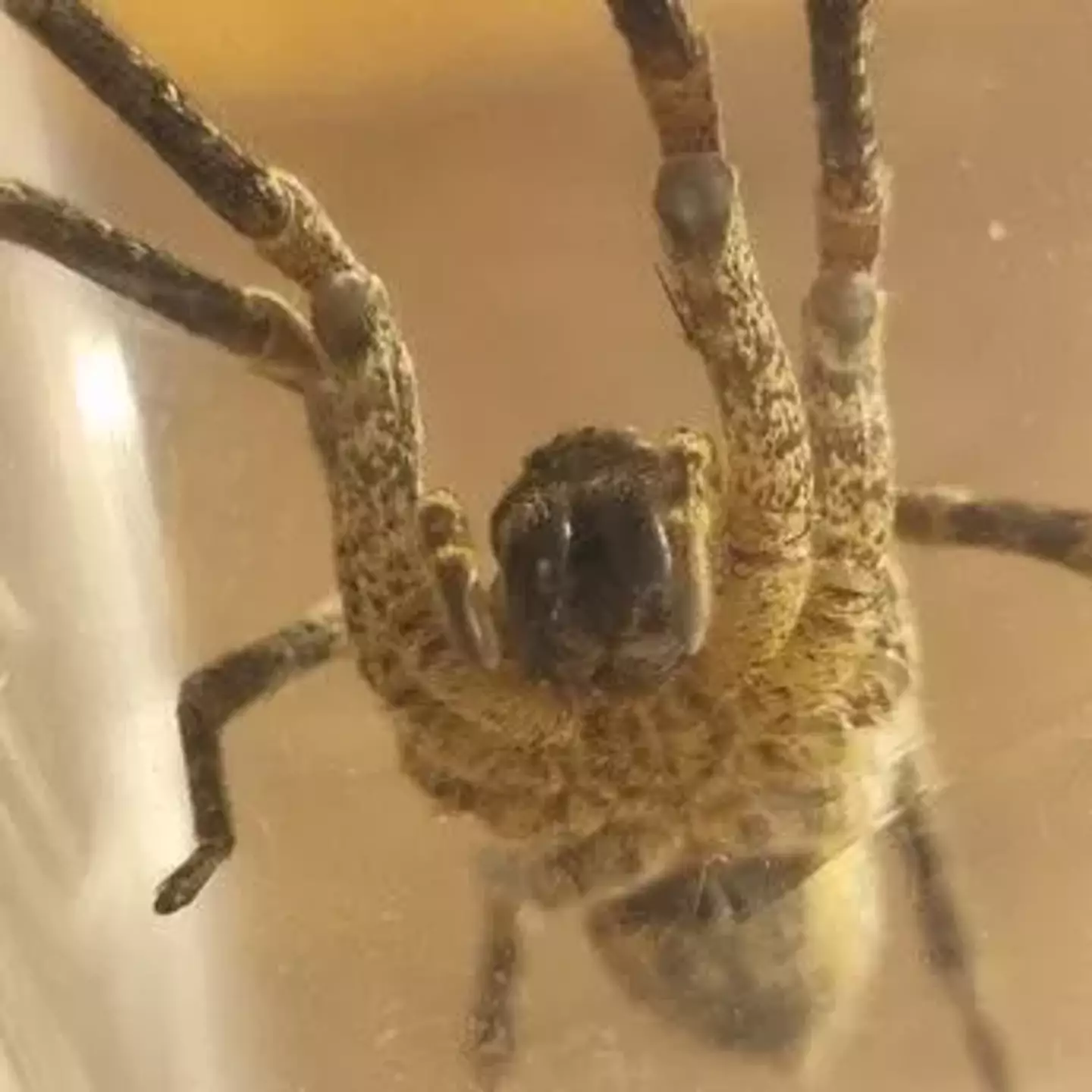 Homem ficou 'a horas da morte' depois que 500 aranhas venenosas aterrorizantes invadiram sua casa