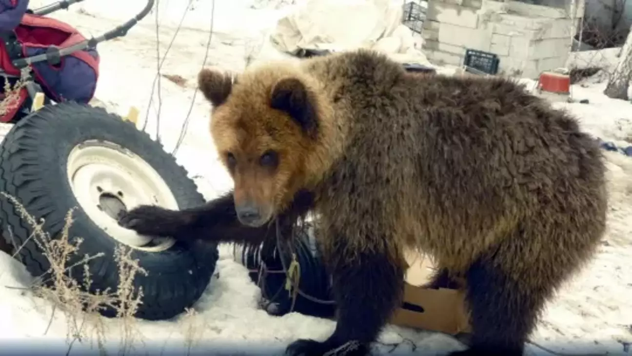 Homem russo que adotou filhote de urso foi comido pelo mesmo urso 4 anos depois