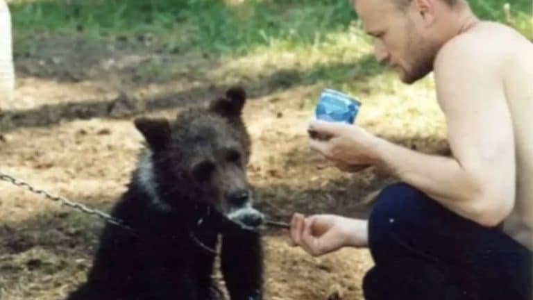 Caçador russo morto por urso que criava desde filhote