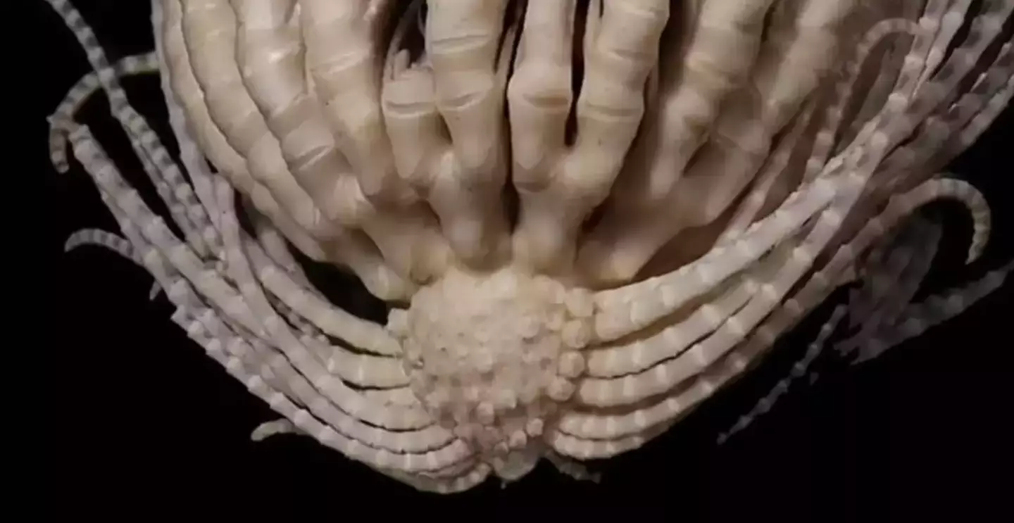 Nova espécie assustadora de 'monstro marinho' tem 20 braços e se parece com o facehugger de Alien