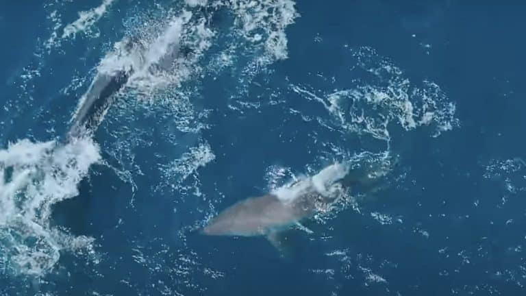 Orca de 60 anos supera tubarão-branco em rara cena oceânica