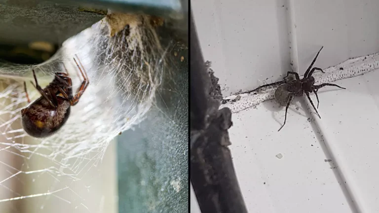 A realidade perturbadora do que acontece quando você esmaga uma aranha grávida