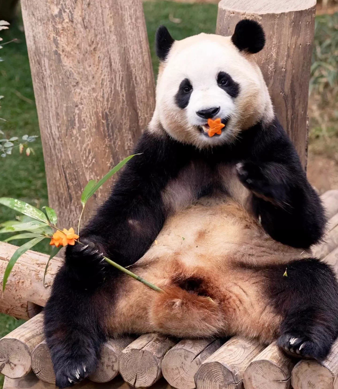 Cuidador compartilha momento final comovente com panda que ele criou desde o nascimento