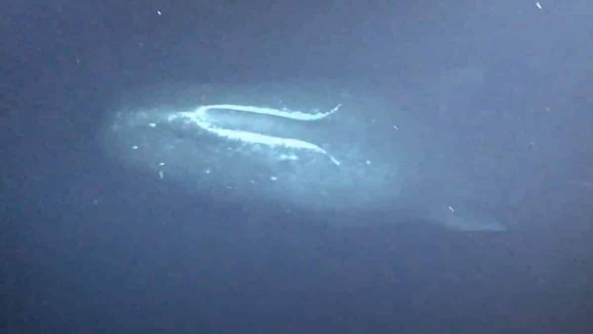 Baleia cachalote surpreende cientistas a 900m de profundidade