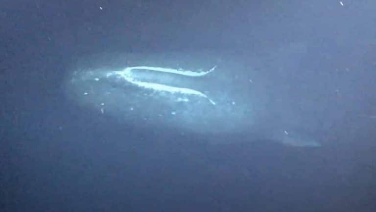 Baleia cachalote surpreende cientistas a 900m de profundidade
