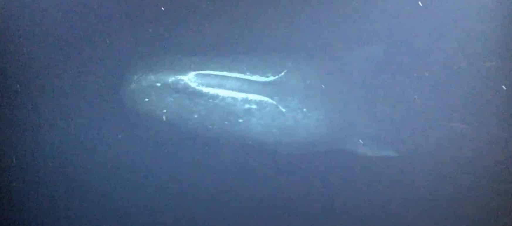 Cientistas recebem visitante inesperado do mar profundo ao inspecionar linha de gás a 900 metros debaixo d’água