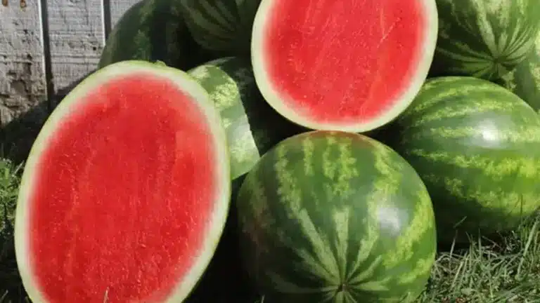 De onde vêm as sementes para plantar frutas sem sementes?