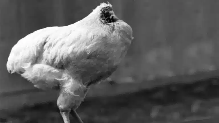 Mike, o frango que viveu 18 meses sem cabeça