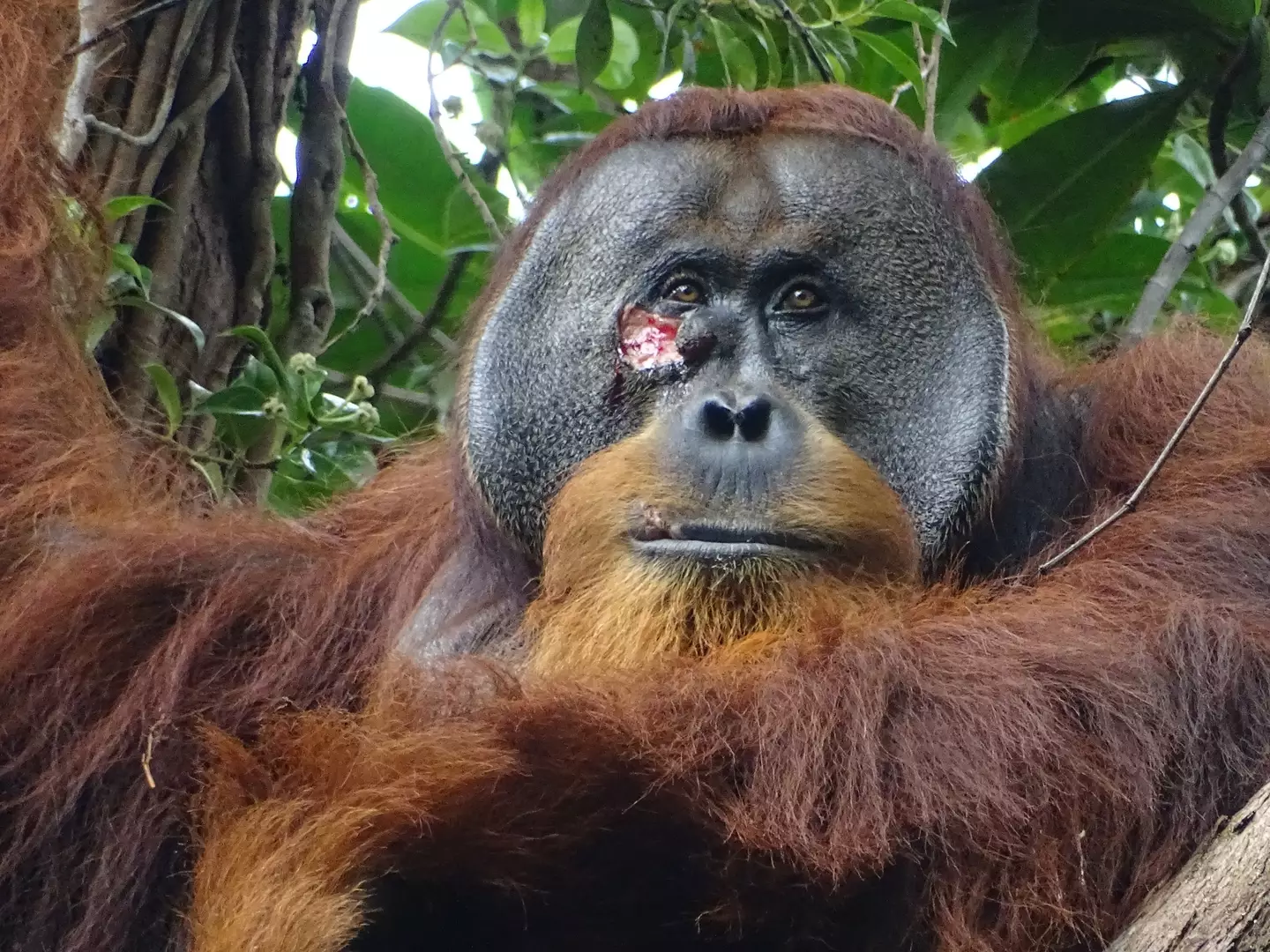 Orangotango surpreende cientistas ao se tornar o primeiro animal selvagem a tratar feridas com planta medicinal