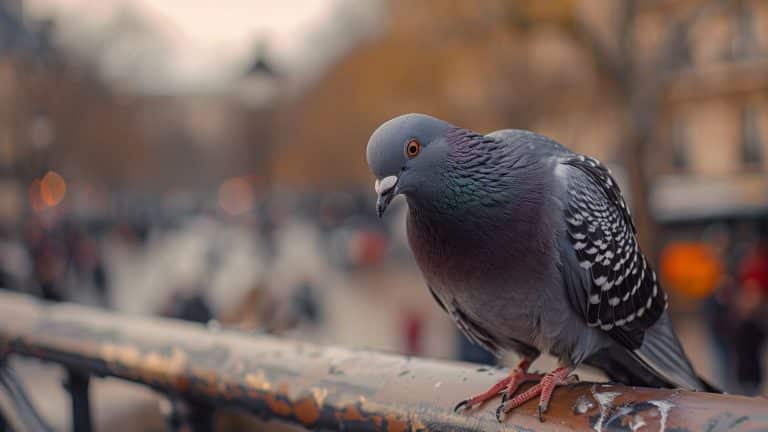 Por que não vemos os filhotes de pombo?