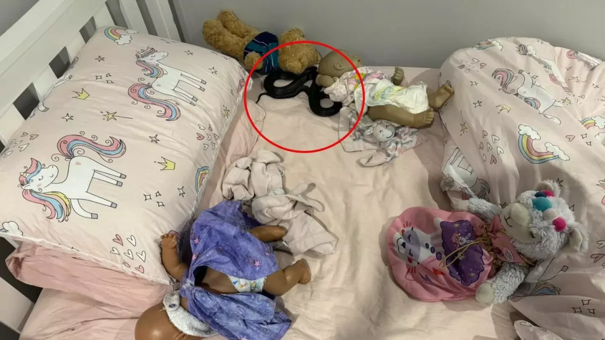 A cobra foi encontrada escondida na cama da jovem. (Snake Catchers Brisbane e Gold Coast/Facebook)