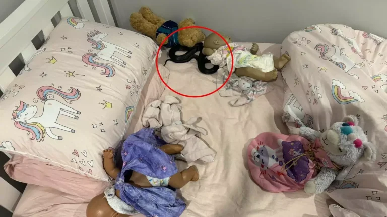 A cobra foi encontrada escondida na cama da jovem. (Snake Catchers Brisbane e Gold Coast/Facebook)