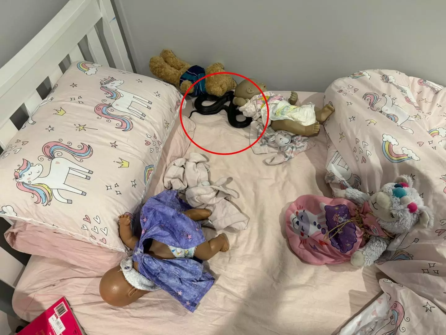 A cobra foi encontrada escondida na cama da jovem. (Snake Catchers Brisbane e Gold Coast/Facebook)