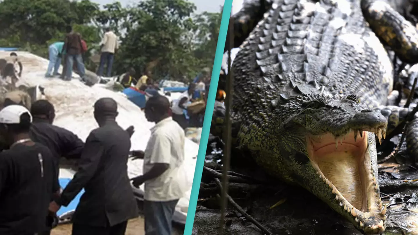 Crocodilo que escapou causou 20 mortes em acidente de avião