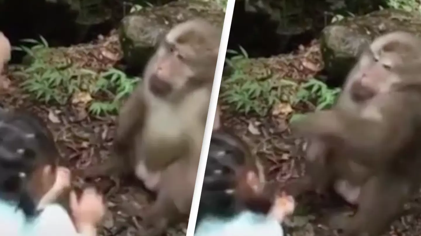 Macaco dá um soco no rosto de uma garota no zoológico por provocá-lo com comida