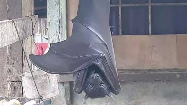 Morcego gigante nas Filipinas