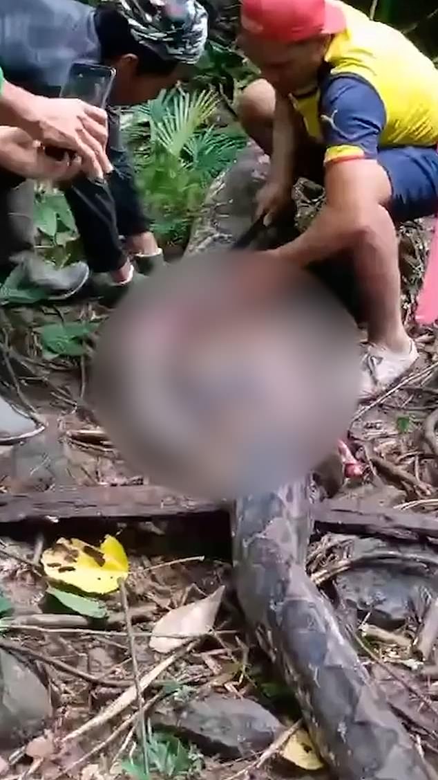 Mulher desaparecida é achada dentro de píton de 5 metros