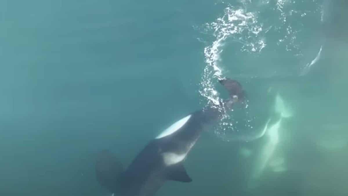 Orcas dominam tubarões em ataque inédito visto por drone