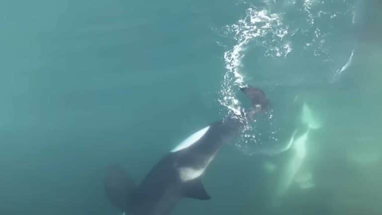 Orcas dominam tubarões em ataque inédito visto por drone