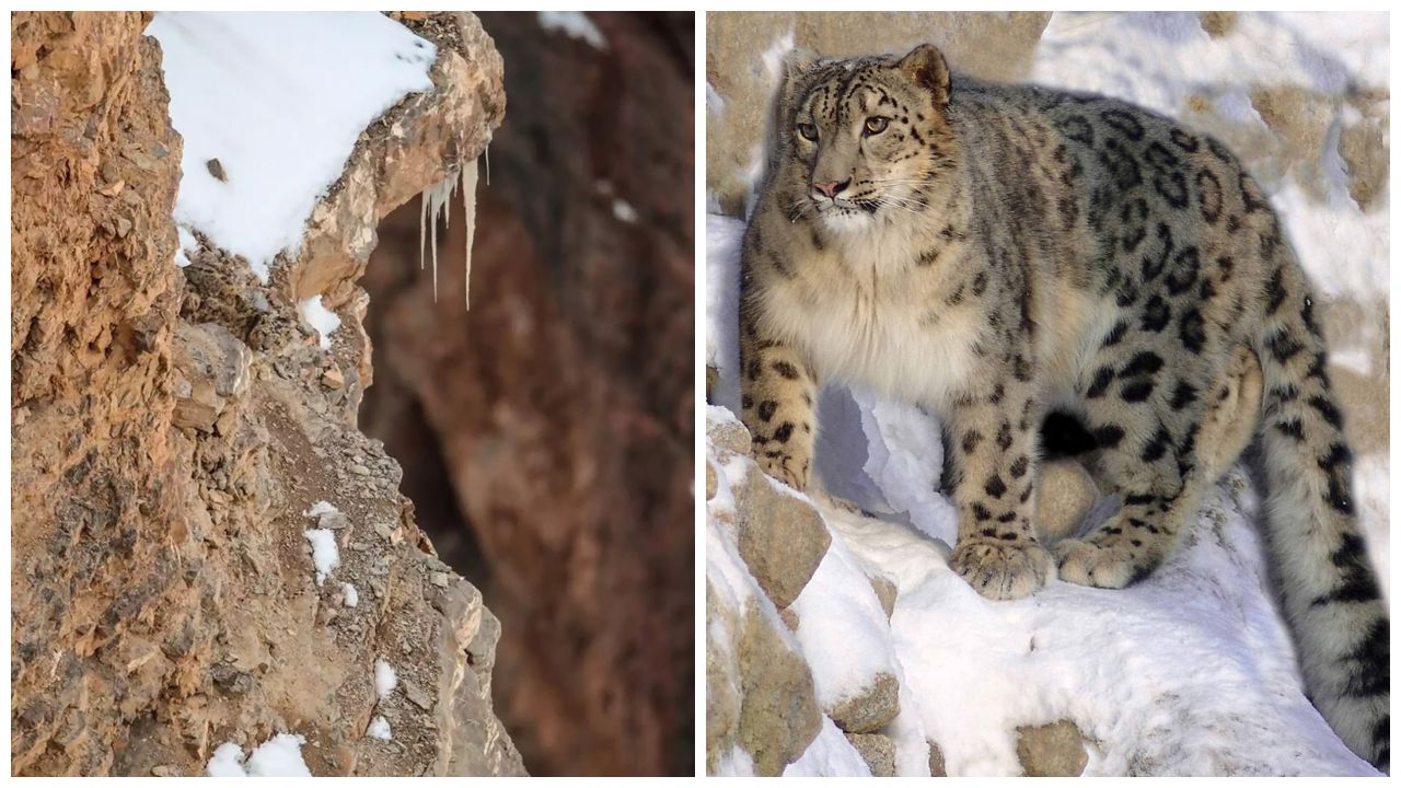 Pessoas estão enlouquecendo tentando encontrar o leopardo da neve nesta foto