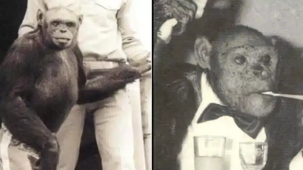 Rara filmagem de Oliver, o 'humanzé', está aterrorizando as pessoas