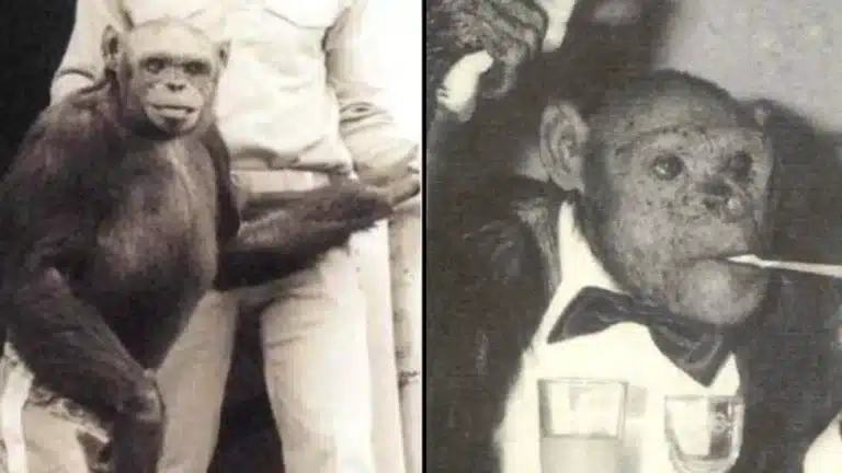 Rara filmagem de Oliver, o 'humanzé', está aterrorizando as pessoas