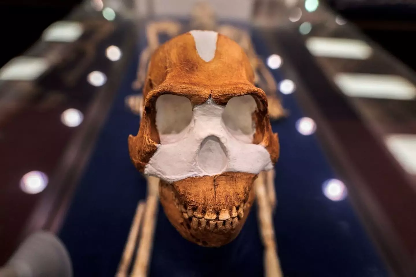 Um crânio de Homo Naledi.