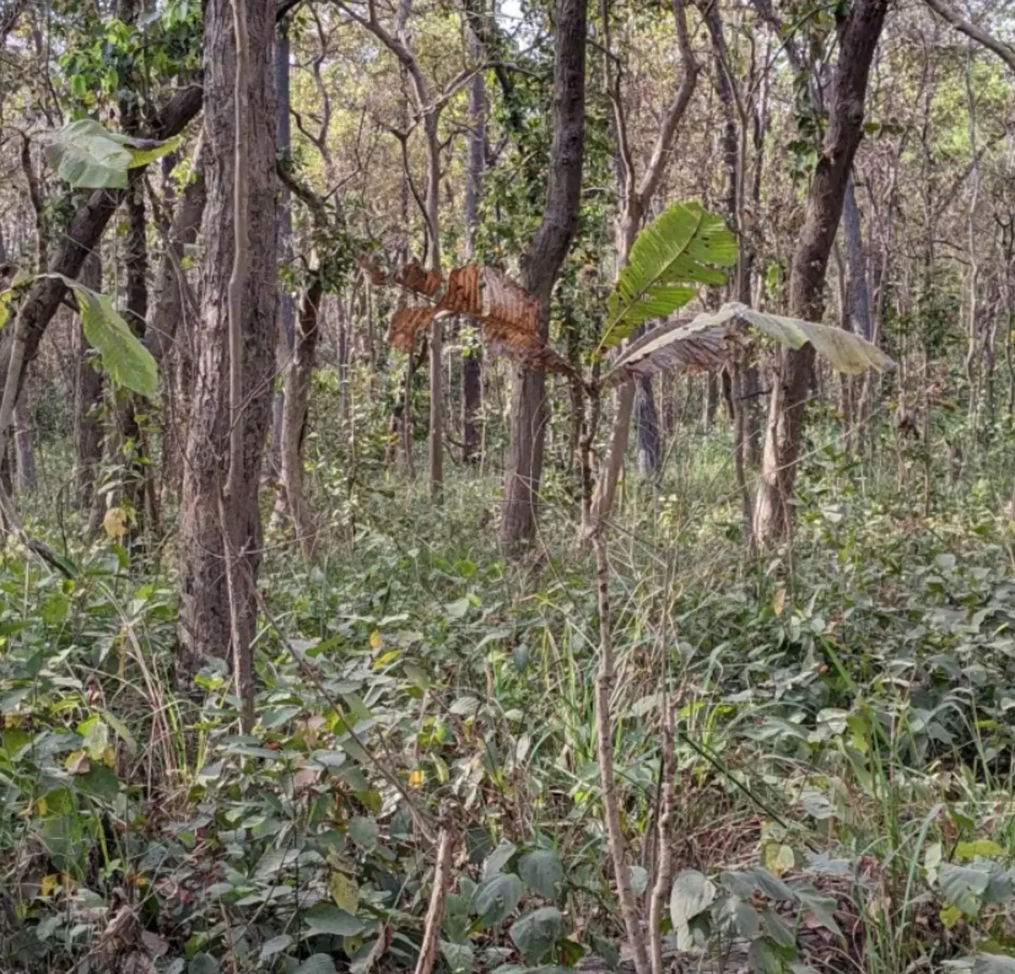 Você tem um QI alto se conseguir localizar um tigre escondido em uma foto da selva em apenas 12 segundos