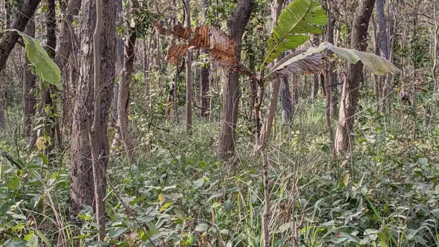 Você tem um QI alto se conseguir localizar um tigre escondido em uma foto da selva em apenas 12 segundos