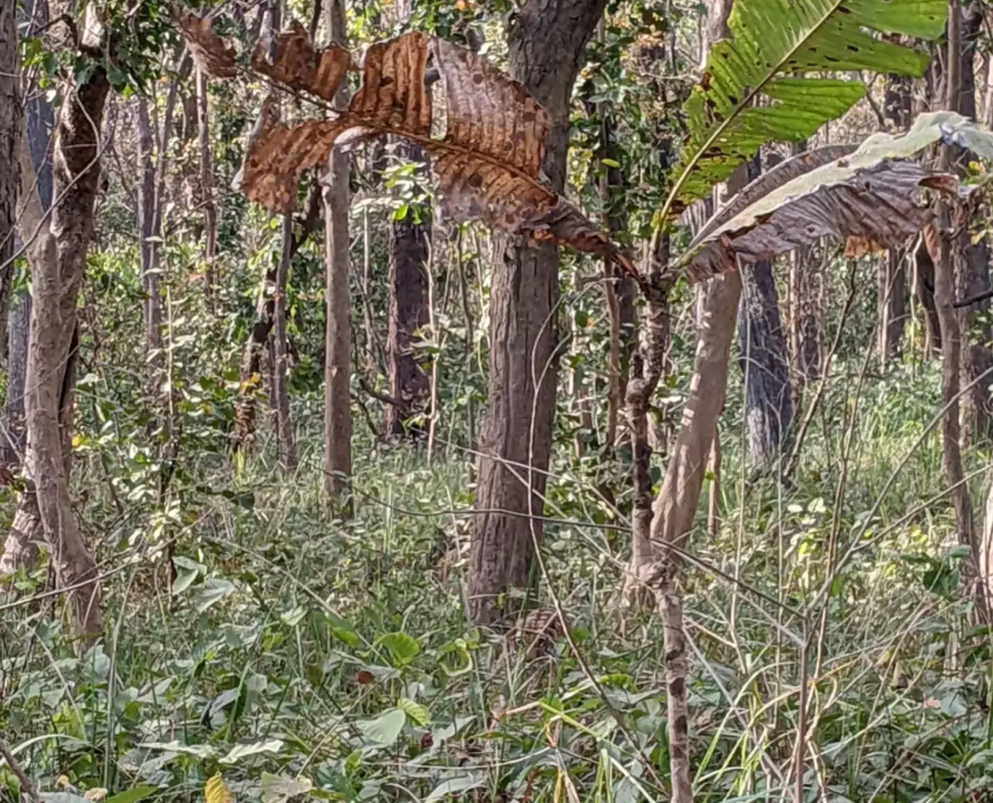 Você tem um QI alto se conseguir localizar um tigre escondido em uma foto da selva em apenas 12 segundos