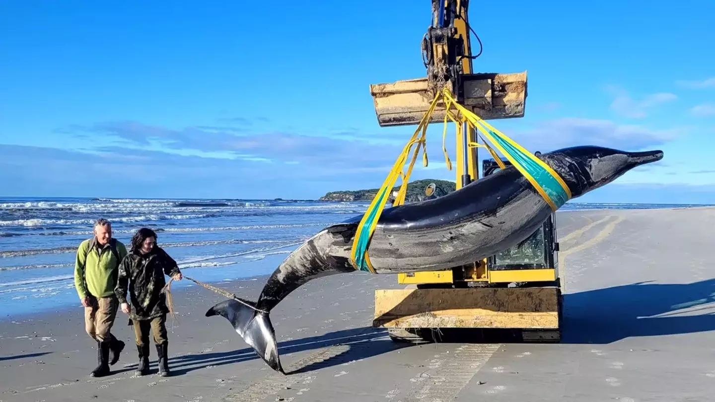 A baleia foi encontrada na costa de uma praia em Otago, Nova Zelândia (DOC)