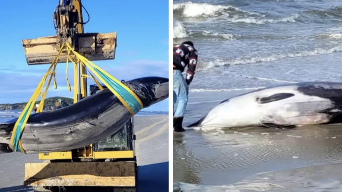 'A baleia mais rara do mundo' aparece na praia e é apenas o sexto avistamento na história