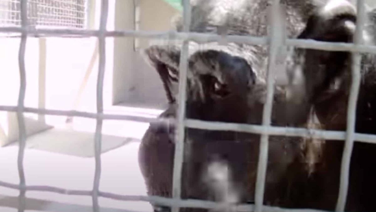 Chimpanzés parecem "capazes" de falar como humanos em impressionantes filmagens redescobertas