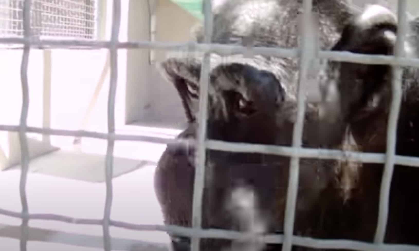Chimpanzés parecem “capazes” de falar como humanos em impressionantes filmagens redescobertas