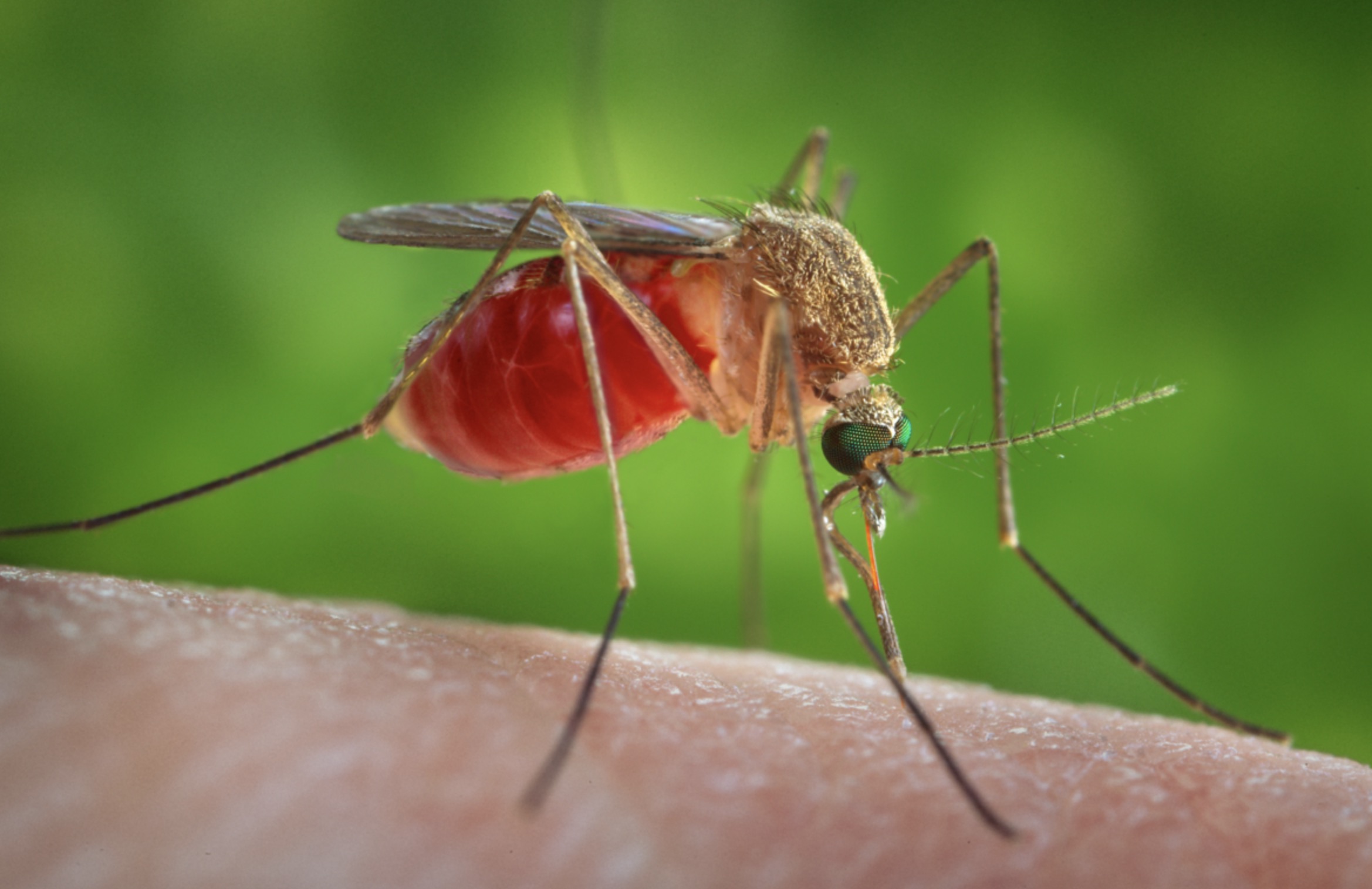 Mosquito Culex quinquefasciatus