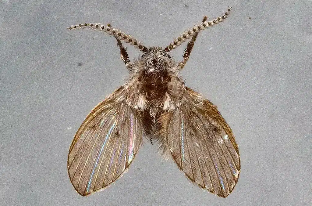 De onde vem aquelas mosquinhas no banheiro? E por que aparecem?