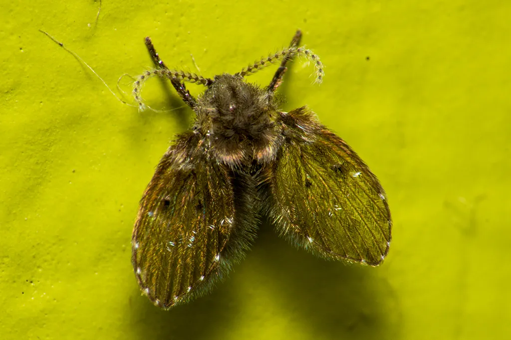 De onde vem aquelas mosquinhas no banheiro? E por que aparecem?