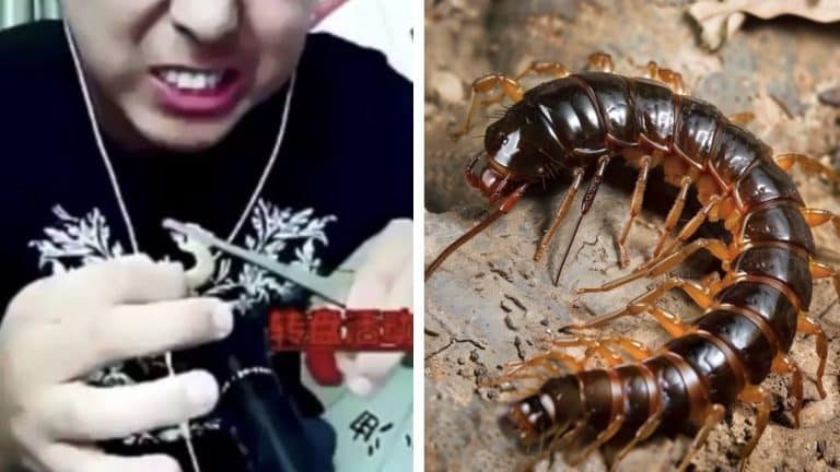 Influenciador morreu enquanto fazia live comendo centopéias venenosas