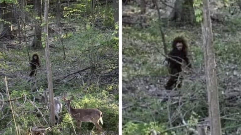 Mulher alega que viu "filhote do Pé Grande" em floresta